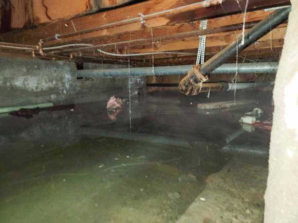 Best Flood damage cleanup  in Crystal Lake, FL